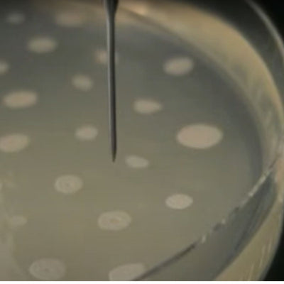 TOPAZ CP - 微生物コロニーピッキングの高速・自動処理