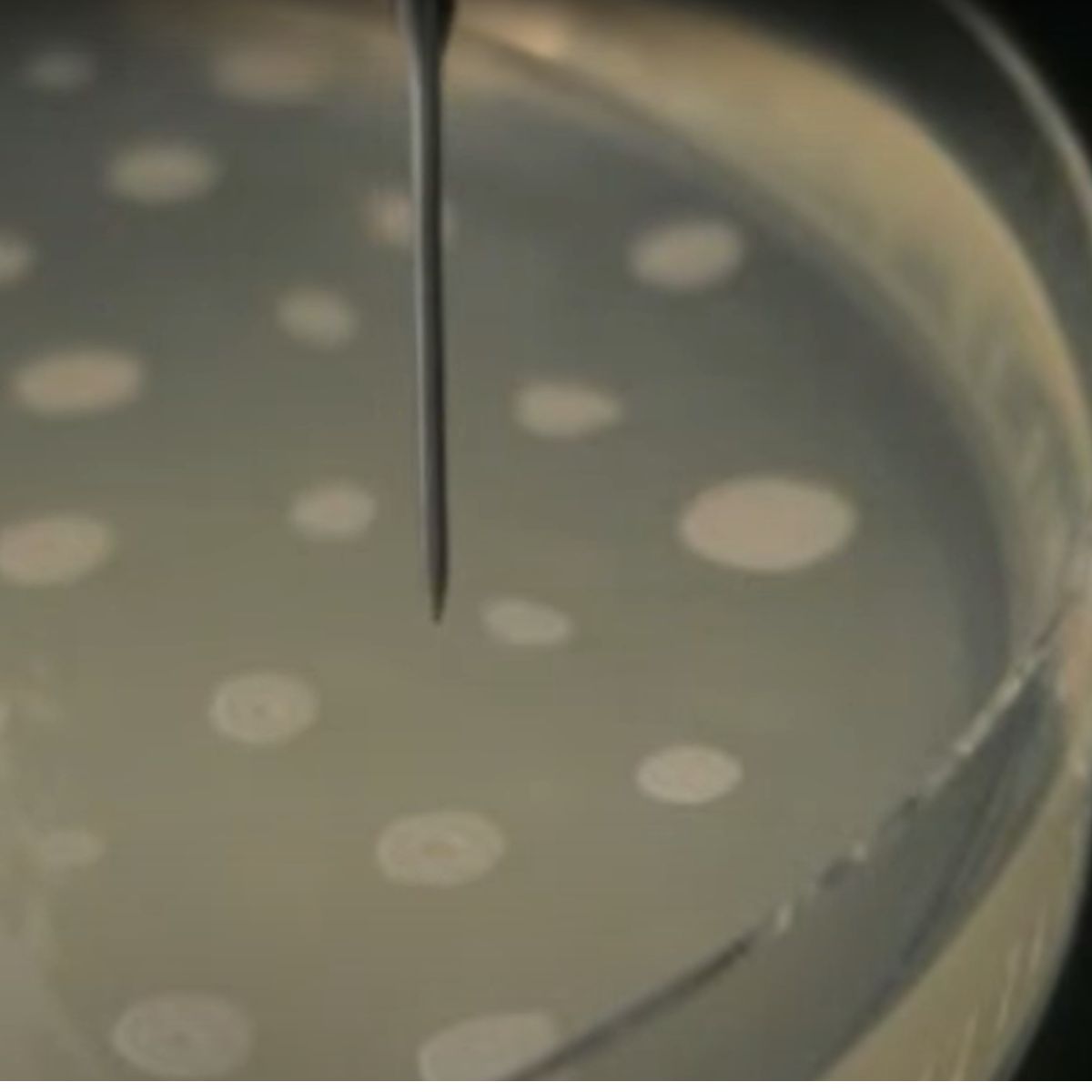 TOPAZ CP - 微生物コロニーピッキングの高速・自動処理