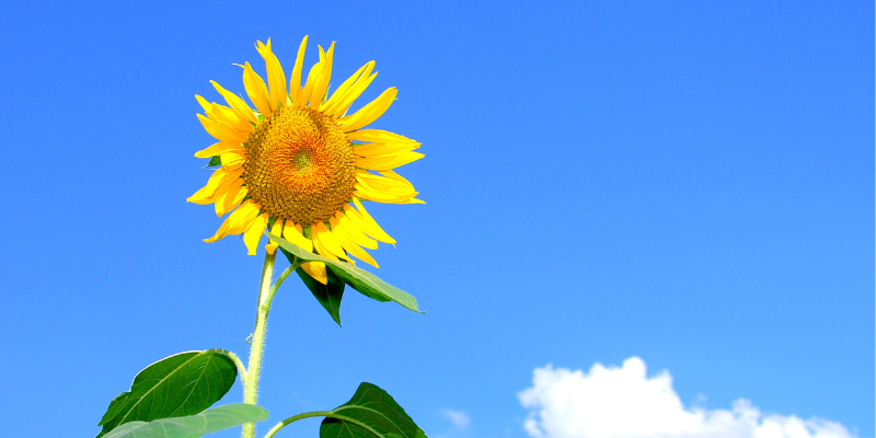 夏季休暇・休業日のご案内(8/12~15)